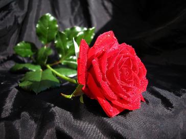 red-rose-on-black-digit-art-mariel-everling
